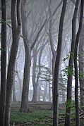 Buchenwald im Nationalpark Jasmund nach einem Regenschauer