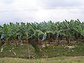 Banana in Ecuador. Il Paese è il più grande esportatore di banane al mondo. L'America Latina produce circa il 30% della banana mondiale