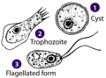 Stages of Naegleria sp. (Percolozoa: Heterolobosea)