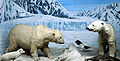 Diorama con orsi polari.