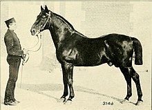 Photo noir et blanc de présentation d'un cheval par un homme.