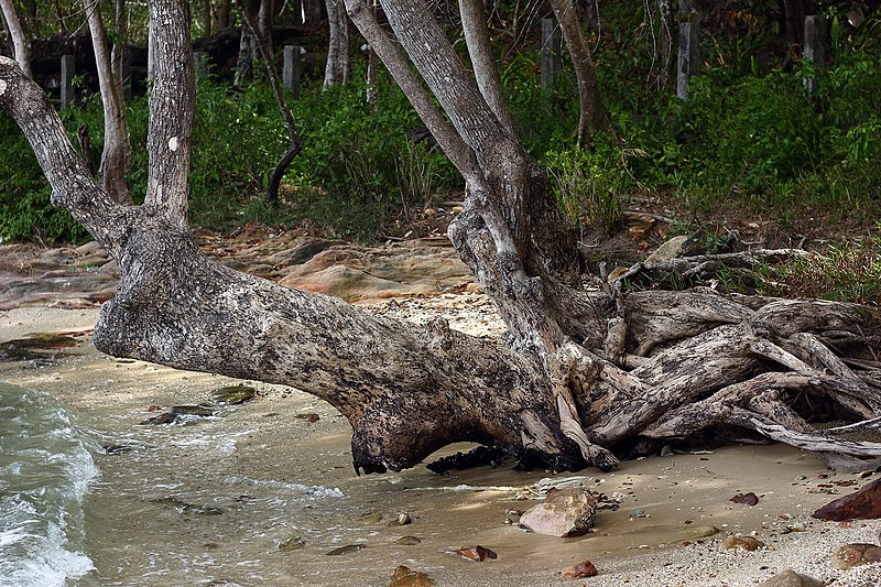File:Sihanoukville. Tree roots on the coast.jpg