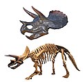 Triceratops (Cretacico)