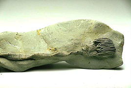 Fossile dans la collection du Musée des enfants d'Indianapolis.