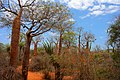 Image 13Spiny forest at Ifaty, Madagascar, featuring various Adansonia (baobab) species, Alluaudia procera (Madagascar ocotillo) and other vegetation (from Ecosystem)