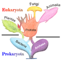 Image 58Phylogenetic and symbiogenetic tree of living organisms, showing a view of the origins of eukaryotes and prokaryotes (from Marine fungi)