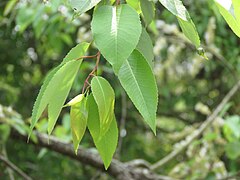 Ôn sijaloh - Salix tetrasperma