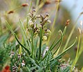 Törpekosbor (Chamorchis alpina)