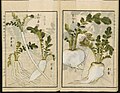 Ravanello daikon dell'Enciclopedia di Agricoltura Giapponese Seikei Zusetsu