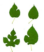 La forme des feuilles de mûrier est très variable