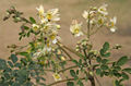 Sonjna (Moringa oleifera) çiçekleri Kalküta, Batı Bengal, Hindistan.