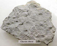 Claraia clarai, tipico bivalve, spesso rinvenibile quantità lungo superfici di strato (formazione di Wefen)