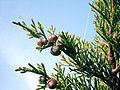 Juniperus phoenicea (Ginepro fenicio)