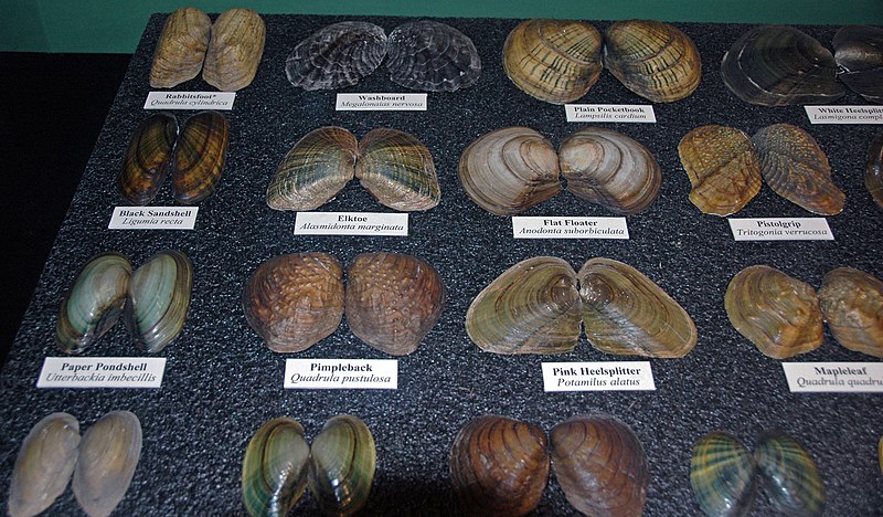 File:Freshwater bivalve shells (Holocene; midwestern USA) 1.jpg