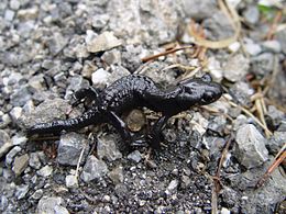 Salamandra atra (Salamandridae)