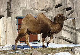 جمل ذو سنامين، Camelus bactrianus