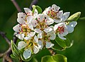 Image 3Pear blossoms
