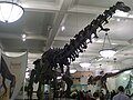 Apatosaurus (Giurassico)