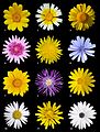 پوستری از دوازده گونه مختلف گل از خانواده کاسنیان