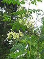 Moringa oleifera: Çiçek ve meyvesi. MacRichie Ulusal Parkı, Singapur.