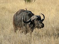 ’n Buffel in die Mabula Game Reserve, Suid-Afrika, soos opgeneem in 2004.