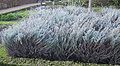 Helichrysum italicum (Elicriso)