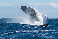 Ballena jorobada cerca de su cría de ballena, saliendo a la superficie para mantener alejados a los machos