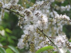 Bungong sijaloh - Salix tetrasperma