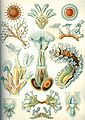 Image 10 Bryozoa Credit: Ernst Haeckel, Kunstformen der Natur (1904) Bryozoa (also known as the Polyzoa, Ectoprocta or commonly as moss animals) are a phylum of simple, aquatic invertebrate animals, nearly all living in sedentary colonies. Typically about 0.5 millimetres (1⁄64 in) long, they have a special feeding structure called a lophophore, a "crown" of tentacles used for filter feeding. Most marine bryozoans live in tropical waters, but a few are found in oceanic trenches and polar waters. The bryozoans are classified as the marine bryozoans (Stenolaemata), freshwater bryozoans (Phylactolaemata), and mostly-marine bryozoans (Gymnolaemata), a few members of which prefer brackish water. 5,869 living species are known. Originally all of the crown group Bryozoa were colonial, but as an adaptation to a mesopsammal (interstitial spaces in marine sand) life or to deep‐sea habitats, secondarily solitary forms have since evolved. Solitary species has been described in four genera; Aethozooides, Aethozoon, Franzenella and Monobryozoon). The latter having a statocyst‐like organ with a supposed excretory function. (Full article...) More selected pictures
