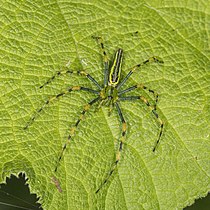 green spider on green leaf
