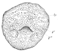Drawing of anterior view of young veliger of Fiona pinnata.