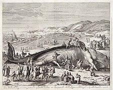 Uvízlá velryba (Gilliam van der Gouwen, 1598)