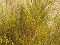 Rooibosplant, Clanwilliam, Suid-Afrika