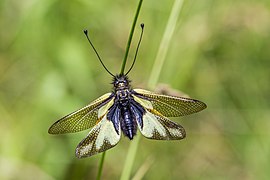 Libellen-Schmetterlingshaft im Naturschutzgebiet Badberg (Kaiserstuhl)