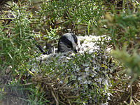 A long-tailed tit in its nest