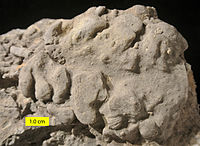Pattersonia ulrichi Rauff, 1894; an Ordovician hexactinellid sponge from near Cincinnati, Ohio.