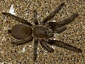 Una aranha, un exemple d'animau invertebrat amb un plan simetric