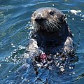 Image 79Sea otter, classic keystone species which controls sea urchin numbers (from Marine vertebrate)