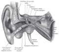 Urechea externă și medie, partea dreaptă