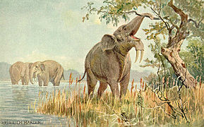 Dinotherium (Elefante del Plioceno)