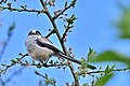 Long-tailed tit in northern Germany