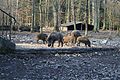 Wildschweine im Botnanger Wald