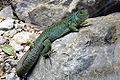 Lizard ocellat (Timon lepidus), espècia classada en perilh en Occitanie e quasi menaçada (NT) dins lo mond.