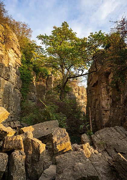 File:Hessigheim - Felsengärten - die Kluft mit der Eiche.jpg