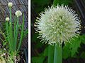 Infiorescenze di cipolla (Allium cepa)