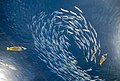 Image 87Predator fish sizing up schooling forage fish (from Marine food web)