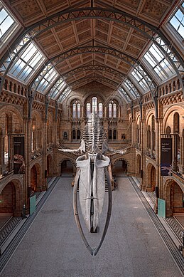 Blue whale skeleton in the Natural History Museum.