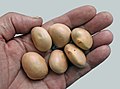 I semi del jackfruit sono commestibili dopo la sbucciatura e ricordano il gusto delle patate.