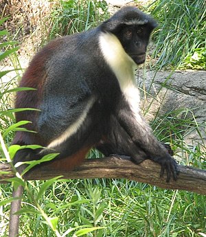 다이애나원숭이 (Cercopithecus diana)