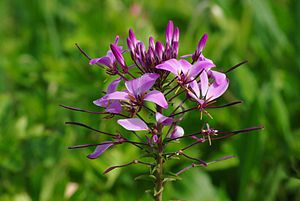 Cleome spinosa : inflorescence